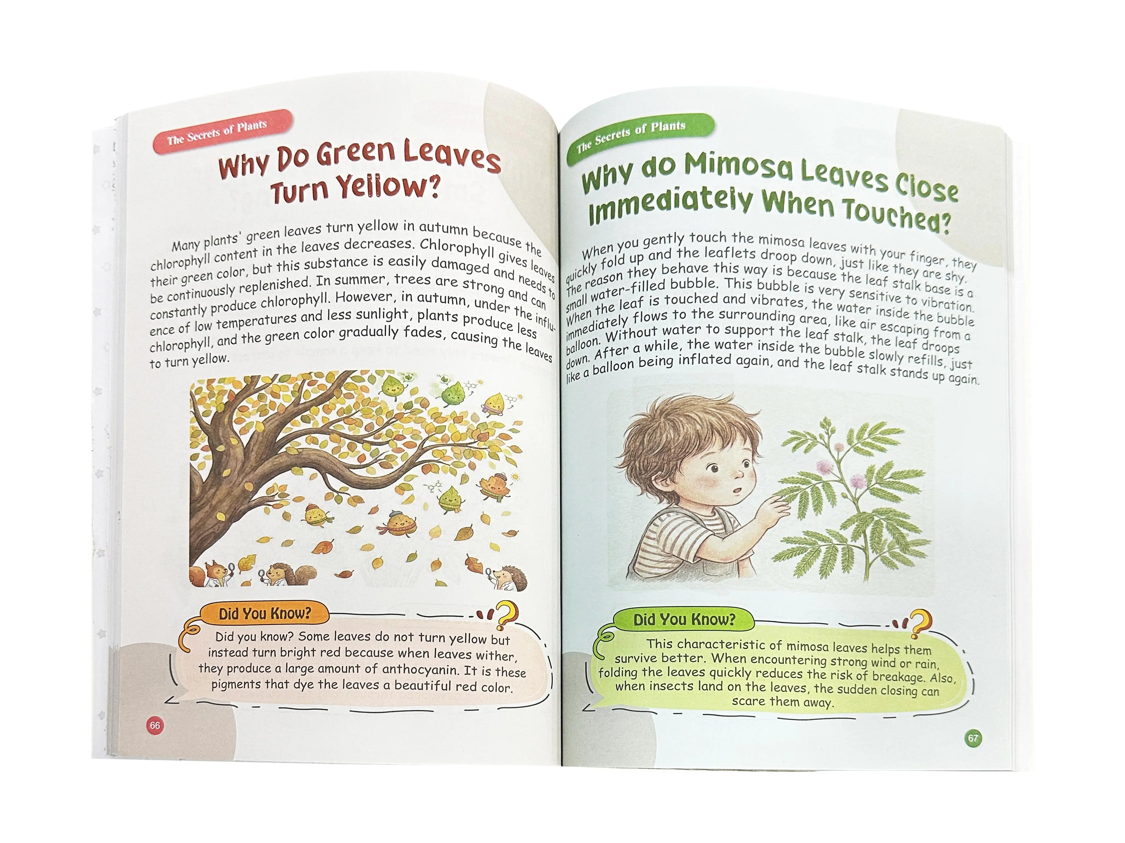 Real inside spread — Why do green leaves turn yellow? from The Secrets of Plants chapter