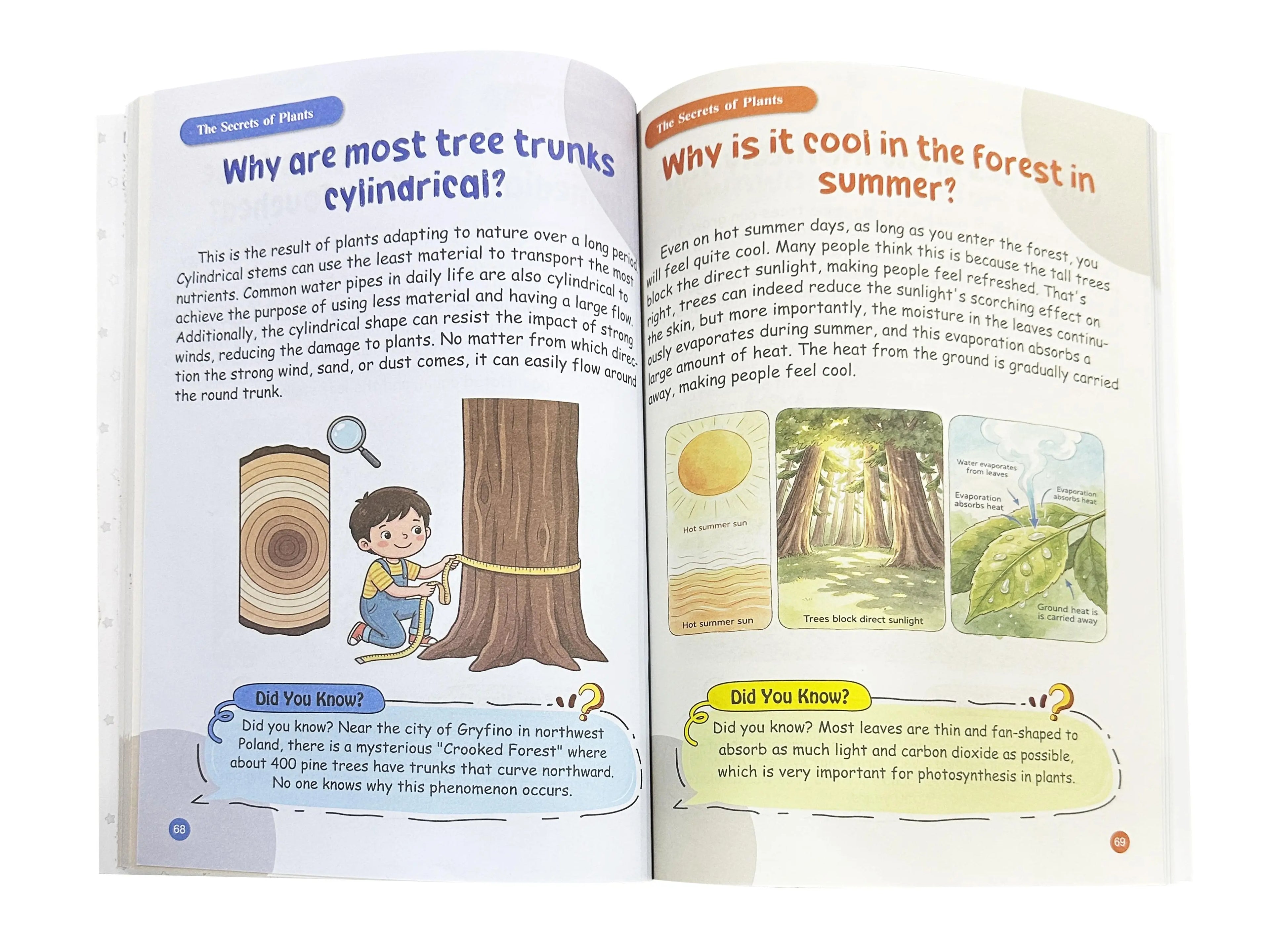 Real inside spread — Why are most tree trunks cylindrical? illustrated science answers